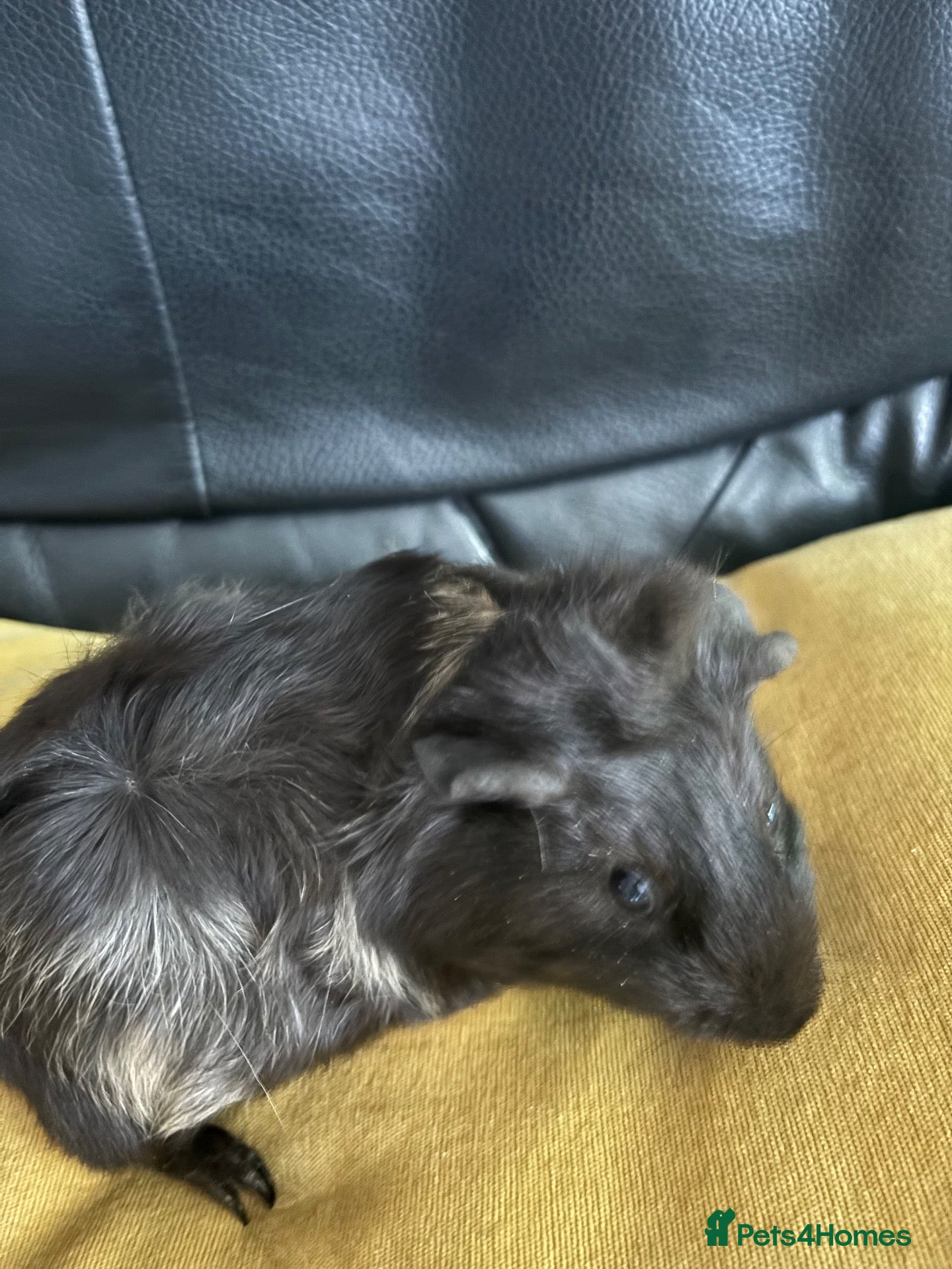 Guinea Pig rodents Baby guinea pigs for sale  - Advert 15