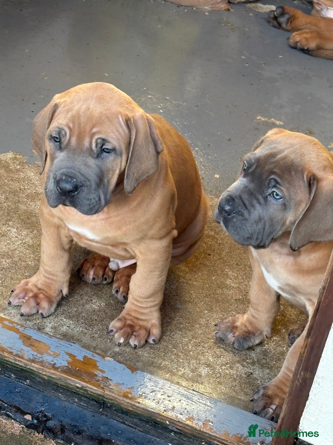 Boerboel dogs for sale: QUALITY NABBR REGISTERED PUPS!  - Advert 33