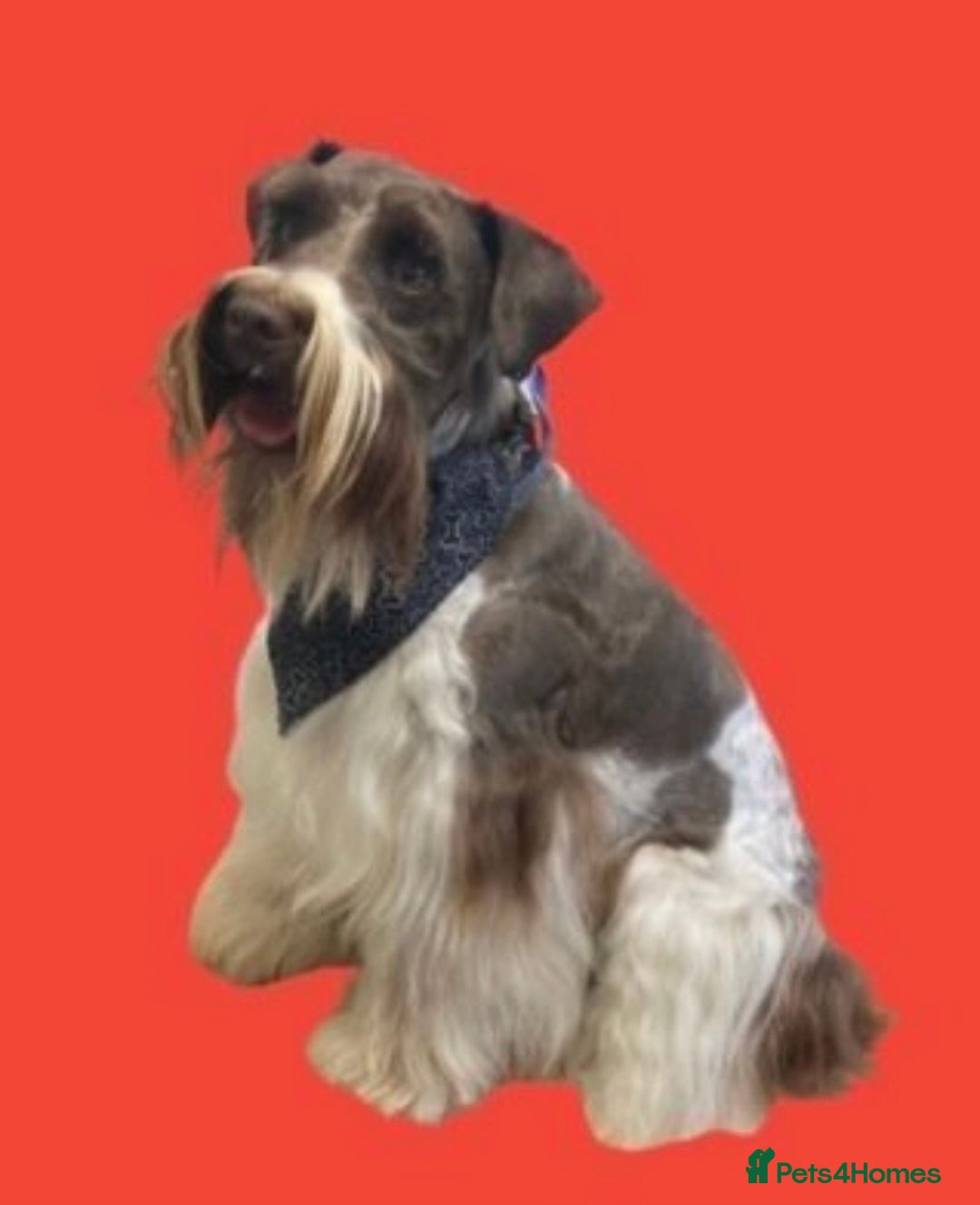 Miniature Schnauzer dogs for stud: KCChoc/White Miniature Schnauzer Stud MAC BVACLEAR in Coventry - Advert 14