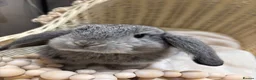 Mini Lop rabbits for sale: Mini lop rabbits raised indoors in home - Advert 6