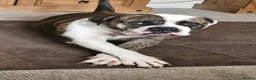 American Bulldog dogs for sale: Rogan  in Northampton - Advert 5