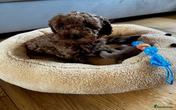 Miniature Poodle dogs for sale: 5 generation pedigree beautiful red mini poodles - Image 4