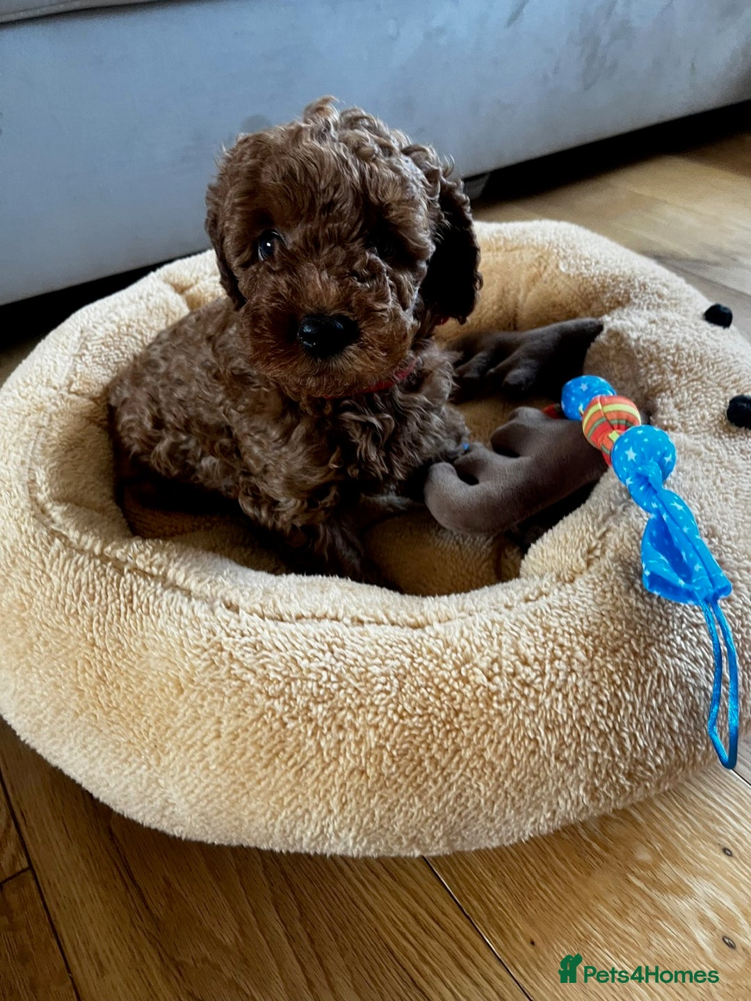 Miniature Poodle dogs for sale: 5 generation pedigree beautiful red mini poodles - Image 4