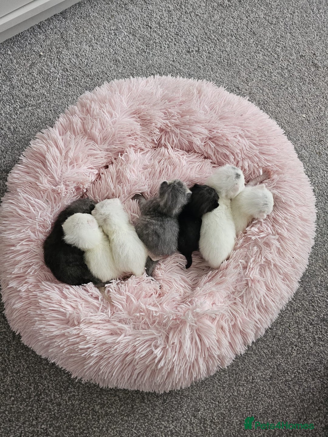 British Shorthair cats for sale: ♥️ GCCF British Shorthair Kittens ♥️ - Image 1