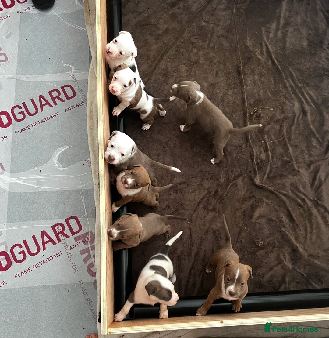 American Bull Staffy dogs for sale: Perfect Puppies -American Bull Staffy’s  - Advert 6