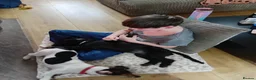 Cocker Spaniel dogs for sale: 8 month old female cocker spaniel  - Advert 5