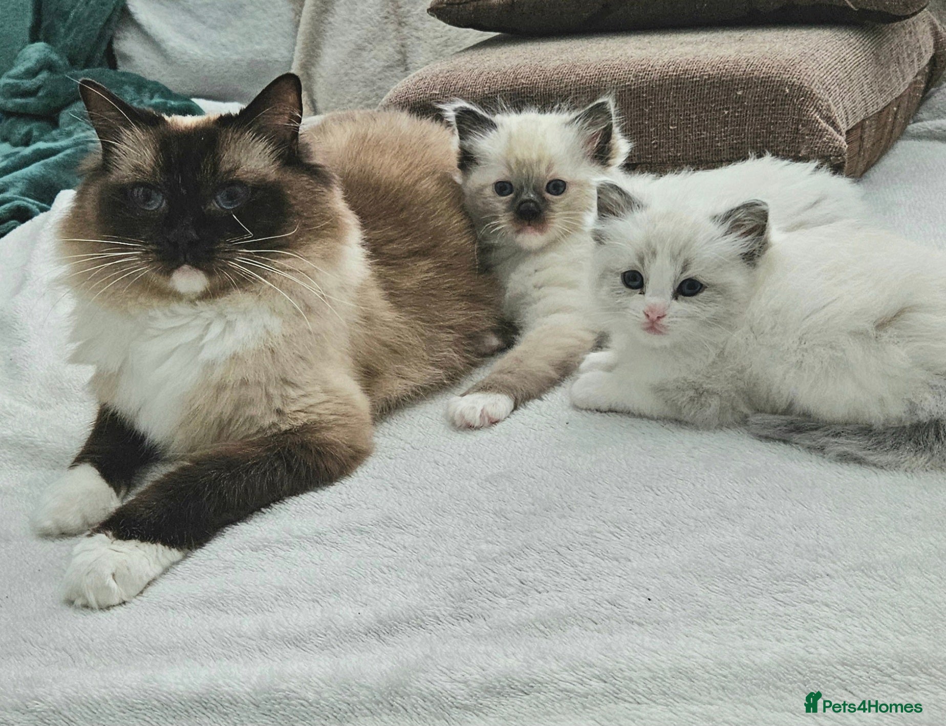 Ragdoll cats for sale: Stunning Ragdoll kittens.  - Advert 4