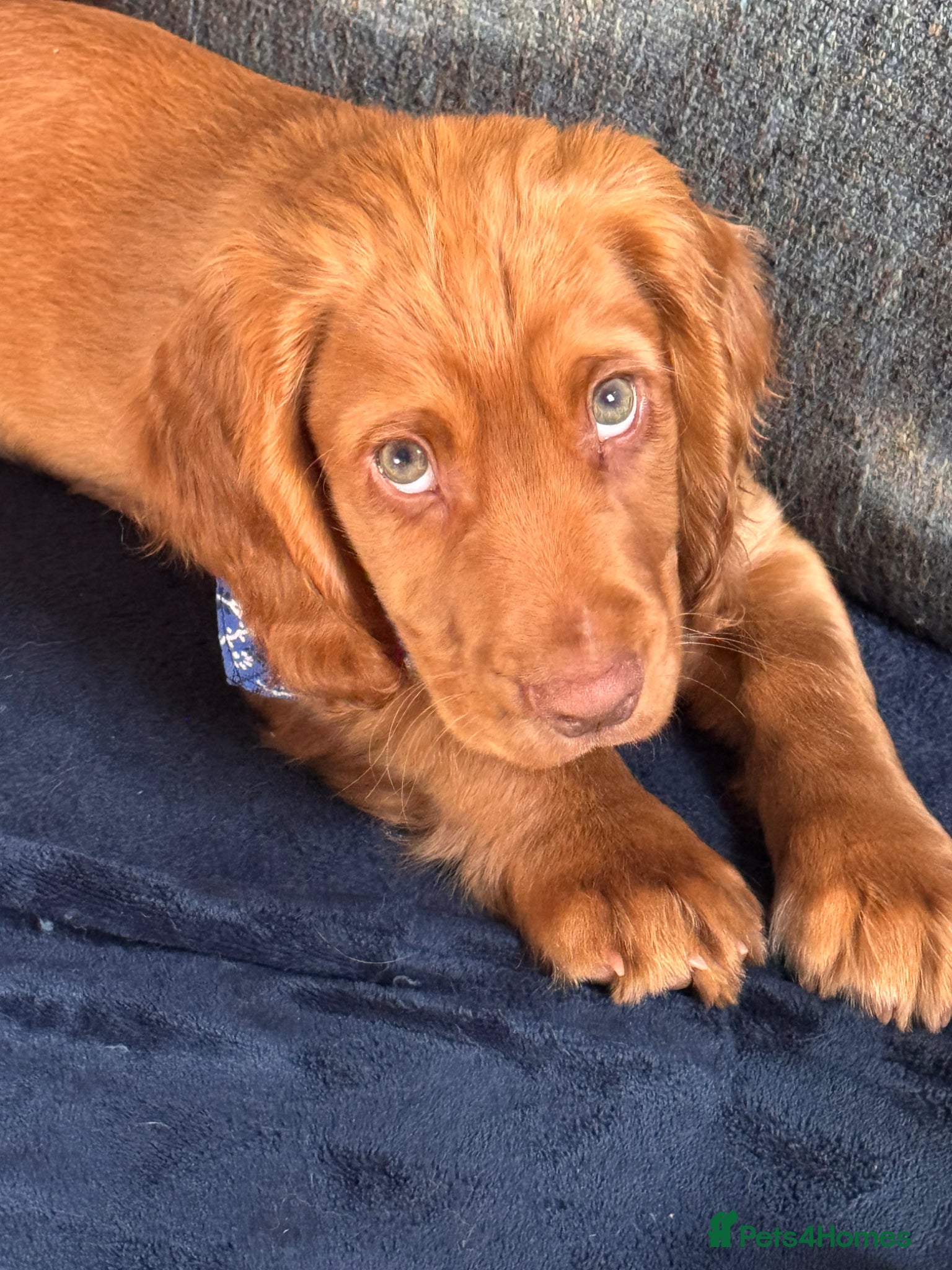 Cocker Spaniel dogs for sale: LAST KC little boy cocker spaniel - Advert 1