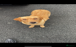 Labrador Retriever dogs for sale: Labrador !!******!! - Image 1