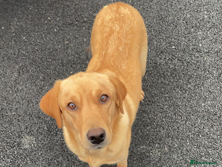 Labrador Retriever dogs - Advert 18