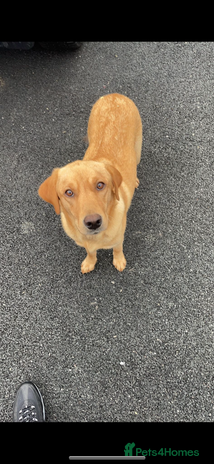 Labrador Retriever dogs - Advert 13