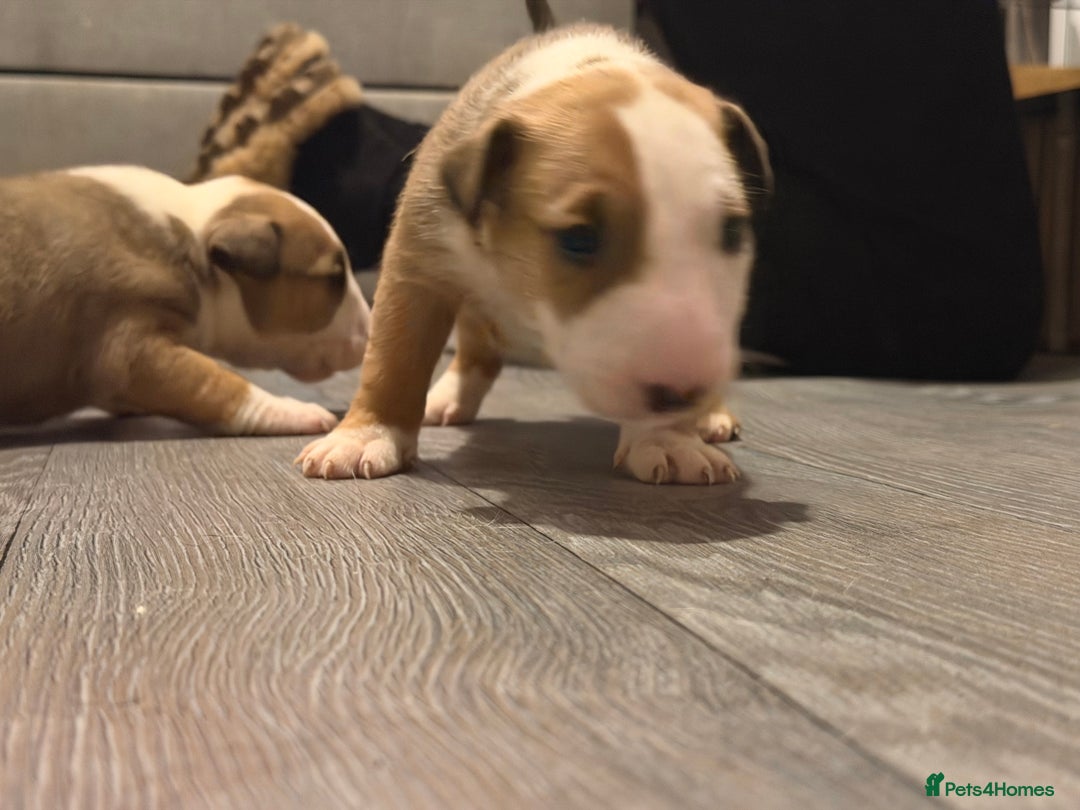 English Bull Terrier dogs for sale: English bull terriers 5 girls  - Advert 7