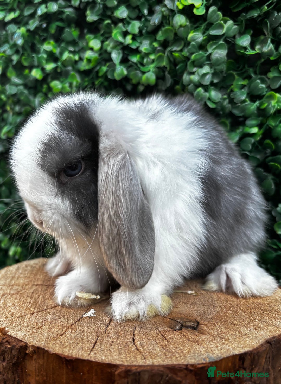 Mini Lop rabbits for sale: 🌟 PUREBRED MINI LOP BABIES 🌟 - Image 7