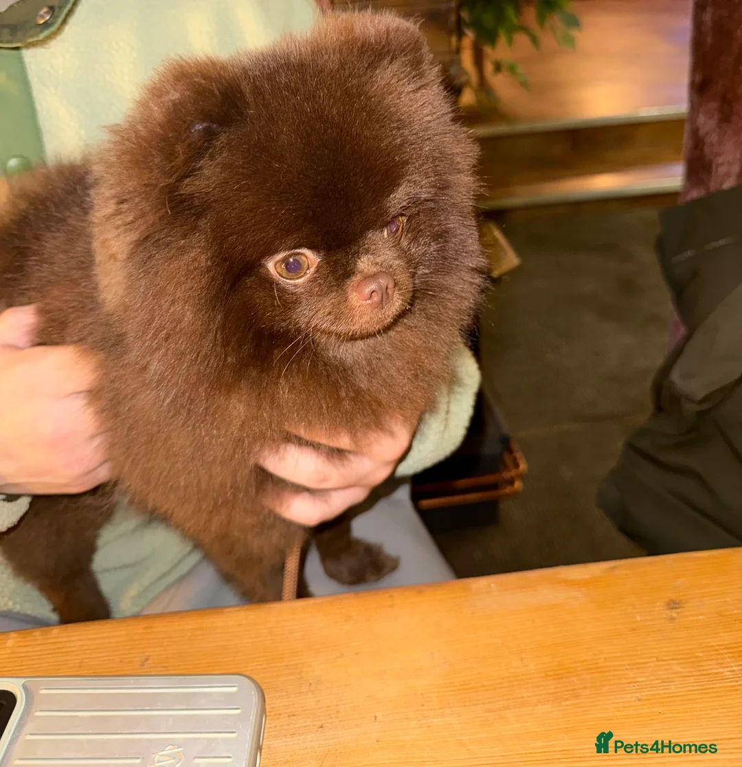 Pomeranian dogs for stud: CHOCOLATE  **  POMERANIAN STUD 🐻🇷🇺🍫 - Advert 3