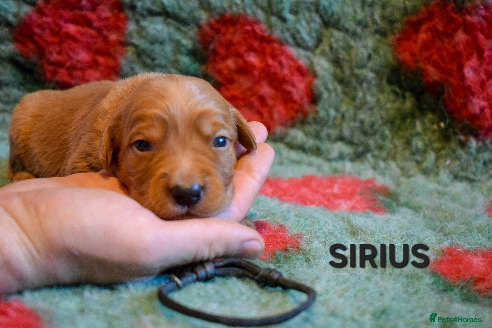 Golden Retriever dogs Working Golden Retriever Puppies - Advert 15
