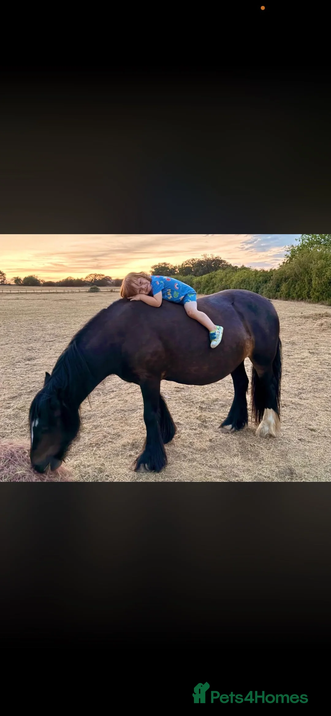 Irish Cob horses for sale: Cob mare 13.3 for sale in Burnham-on-Crouch - Advert 5