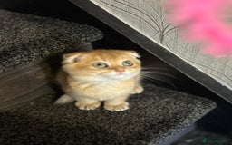Scottish Fold cats for sale: Pure Scottish kittens in hull - Image 5