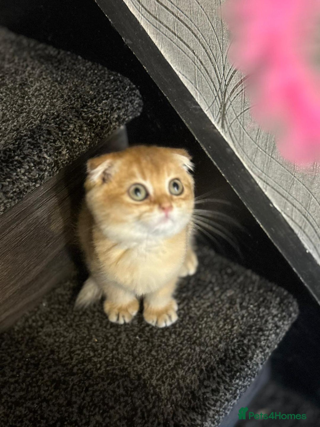 Scottish Fold cats for sale: Pure Scottish kittens in hull - Image 5