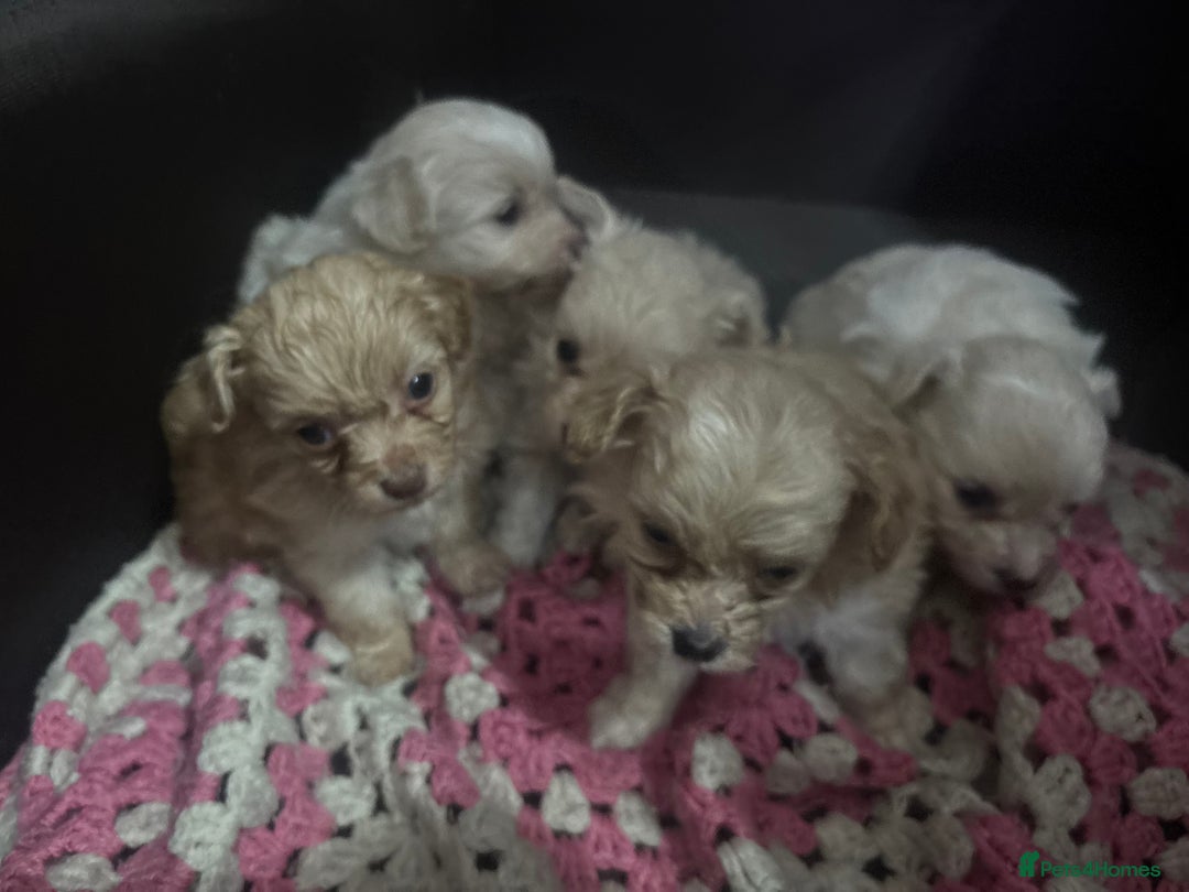 Pomapoo dogs for sale: Stunning Pomapoo puppies  - Advert 6