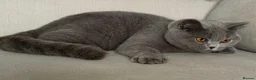 British Shorthair cats for sale: Beautiful girl available  - Advert 6