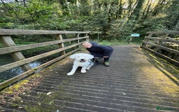 Old English Sheepdog dogs for stud: Proven KCRegistered Stunning OLD ENGLISH SHEEPDOG  in Mansfield - Image 5