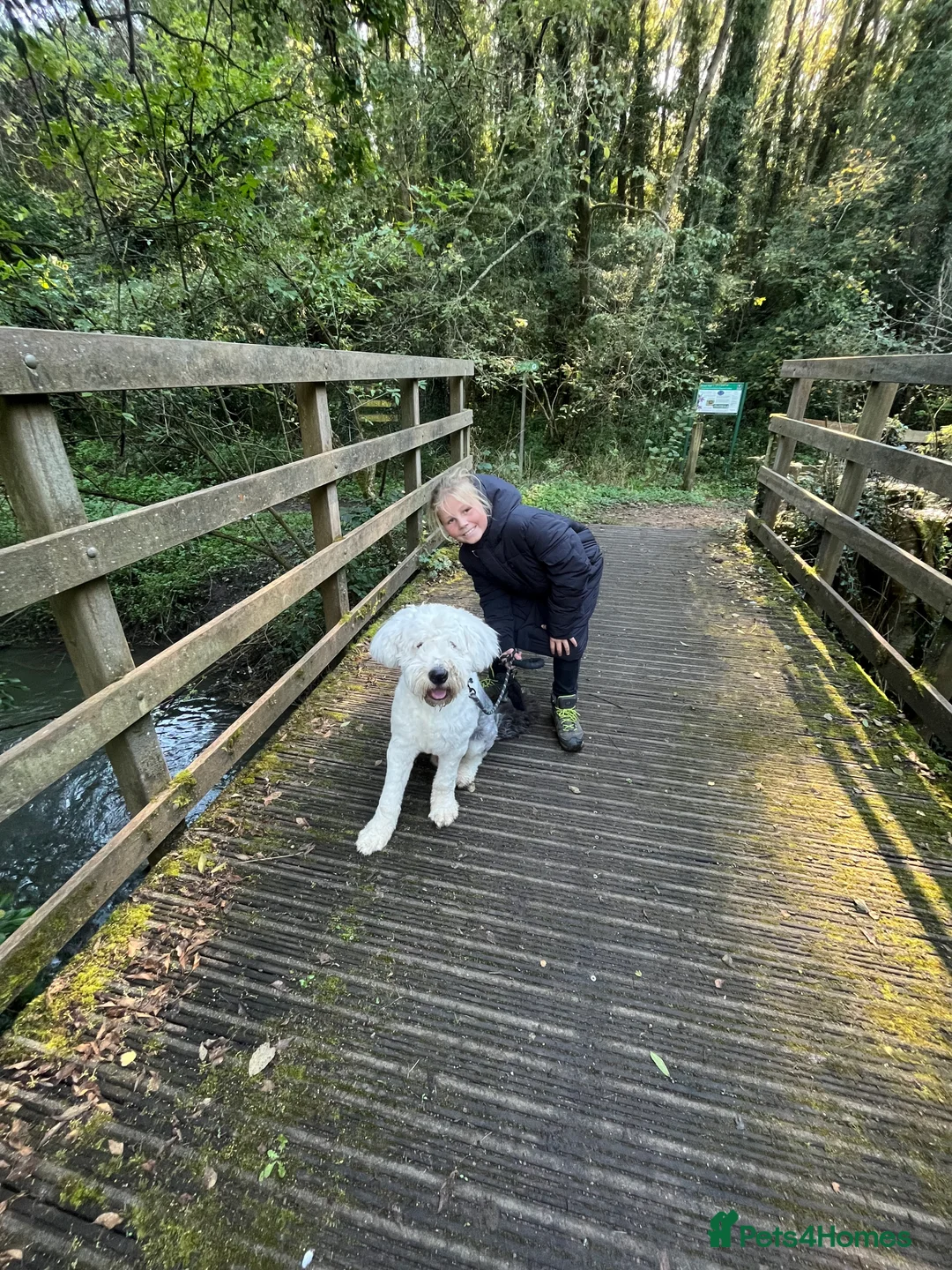 Old English Sheepdog dogs for stud: Proven KCRegistered Stunning OLD ENGLISH SHEEPDOG  in Mansfield - Advert 5