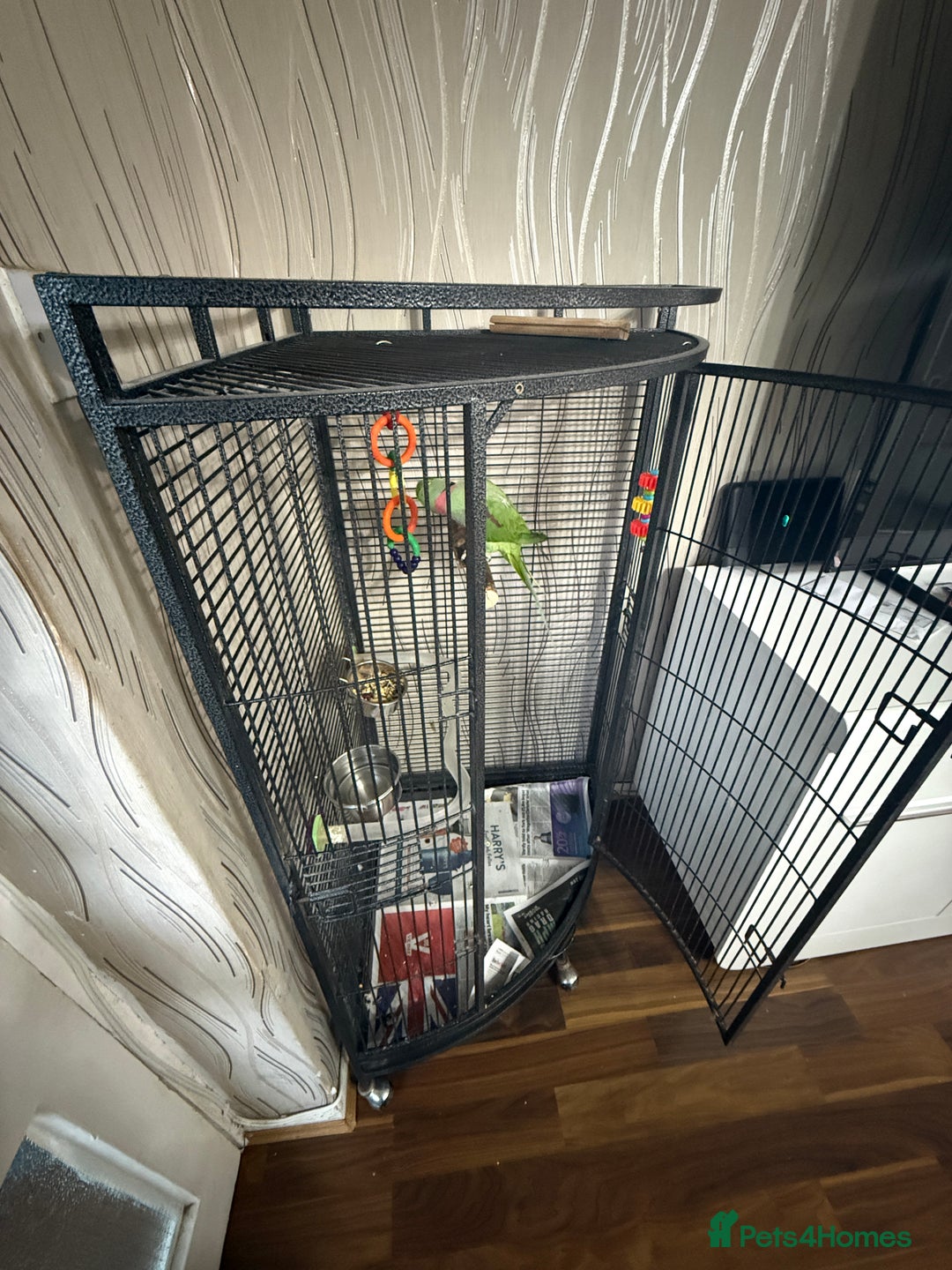 Parrots birds for sale: Alexandrine Parrot  - Image 6