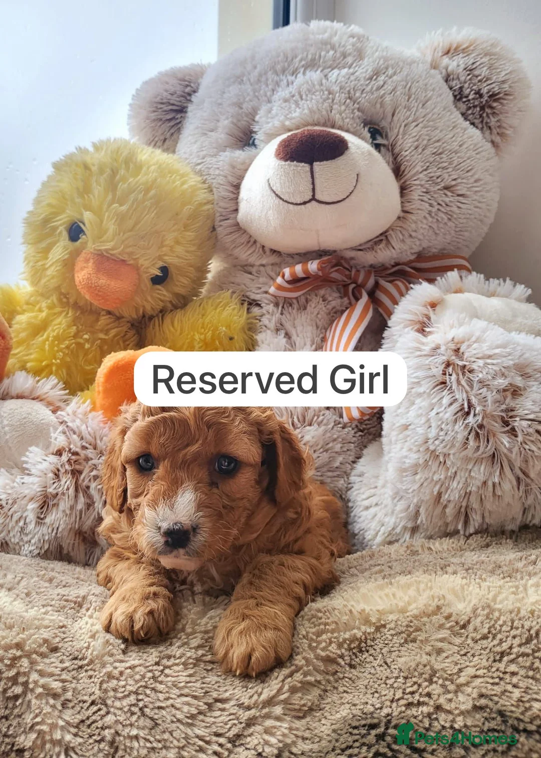 Cavapoo dogs for sale: Cavapoo puppies  - Advert 2