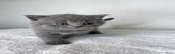 British Shorthair cats for sale: Beautiful Purebred Blue British Shorthair Kittens  in Dundee - Advert 32