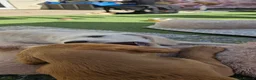 Double Doodle dogs for sale: Double Doodle Puppies (Hypoallergenic) - Advert 11