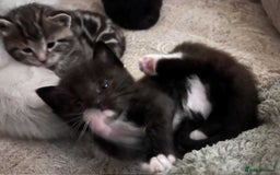 Ragdoll cats for sale: Stunning Rgdoll mix kittens !!!  - Image 5