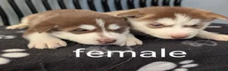 Siberian Husky dogs for sale: Beautiful Siberian Husky (all with Blue eyes) - Advert 11