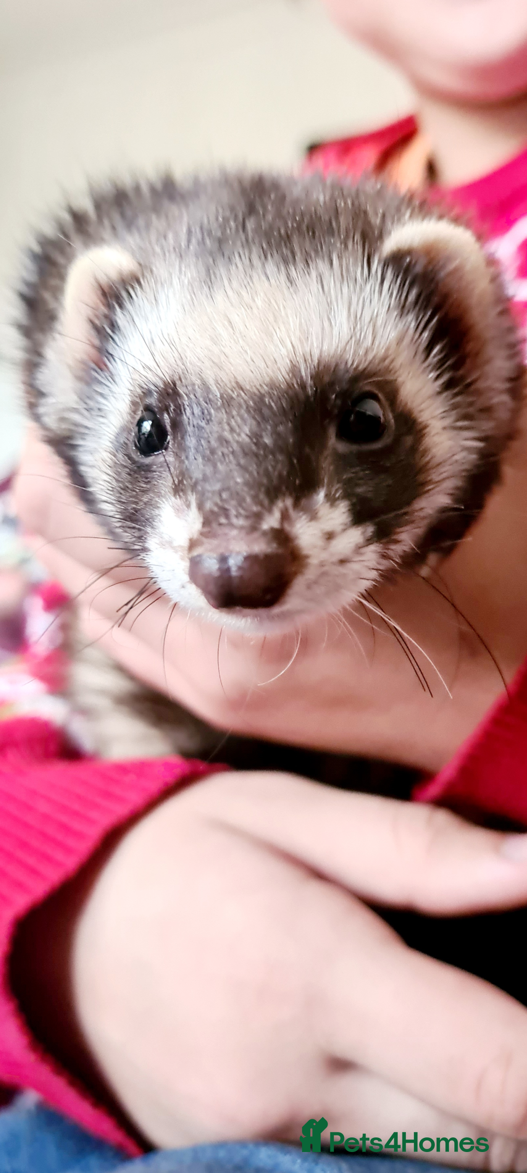 Ferret rodents for sale: Ferret Jill For Re-Home  - Advert 7
