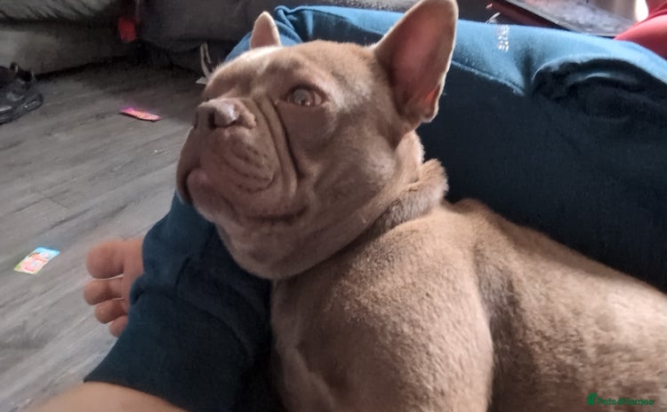 French Bulldog dogs - Advert 9