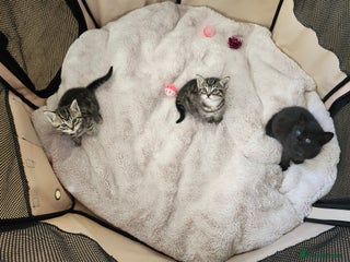 Domestic Shorthair cats 3 kittens for sale - Advert 2