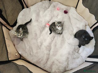 Domestic Shorthair cats 3 kittens for sale - Advert 14