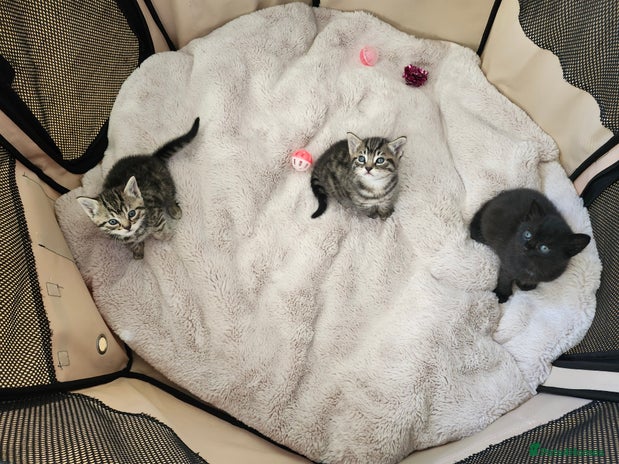 Domestic Shorthair cats 3 kittens for sale - Advert 2