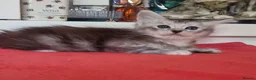 Maine Coon cats for sale: Active Tica Reg Maine Coone Kittens  - Advert 7
