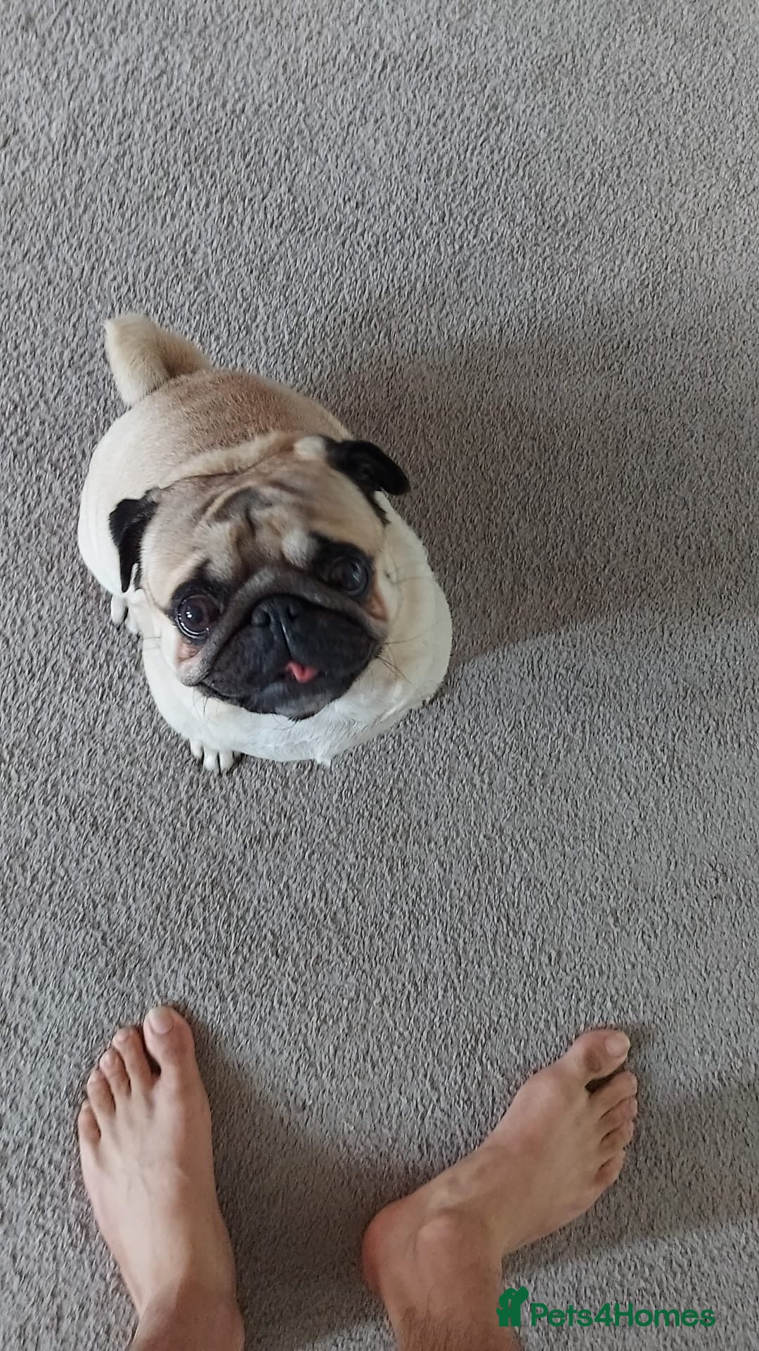 Pug dogs Max (pug) - Advert 2