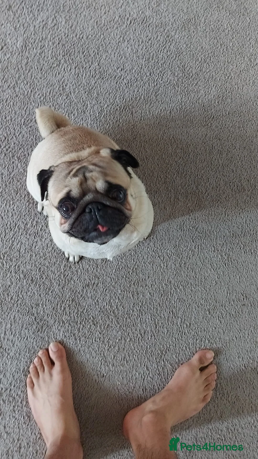 Pug dogs for stud: Max (pug) in South Shields - Advert 1