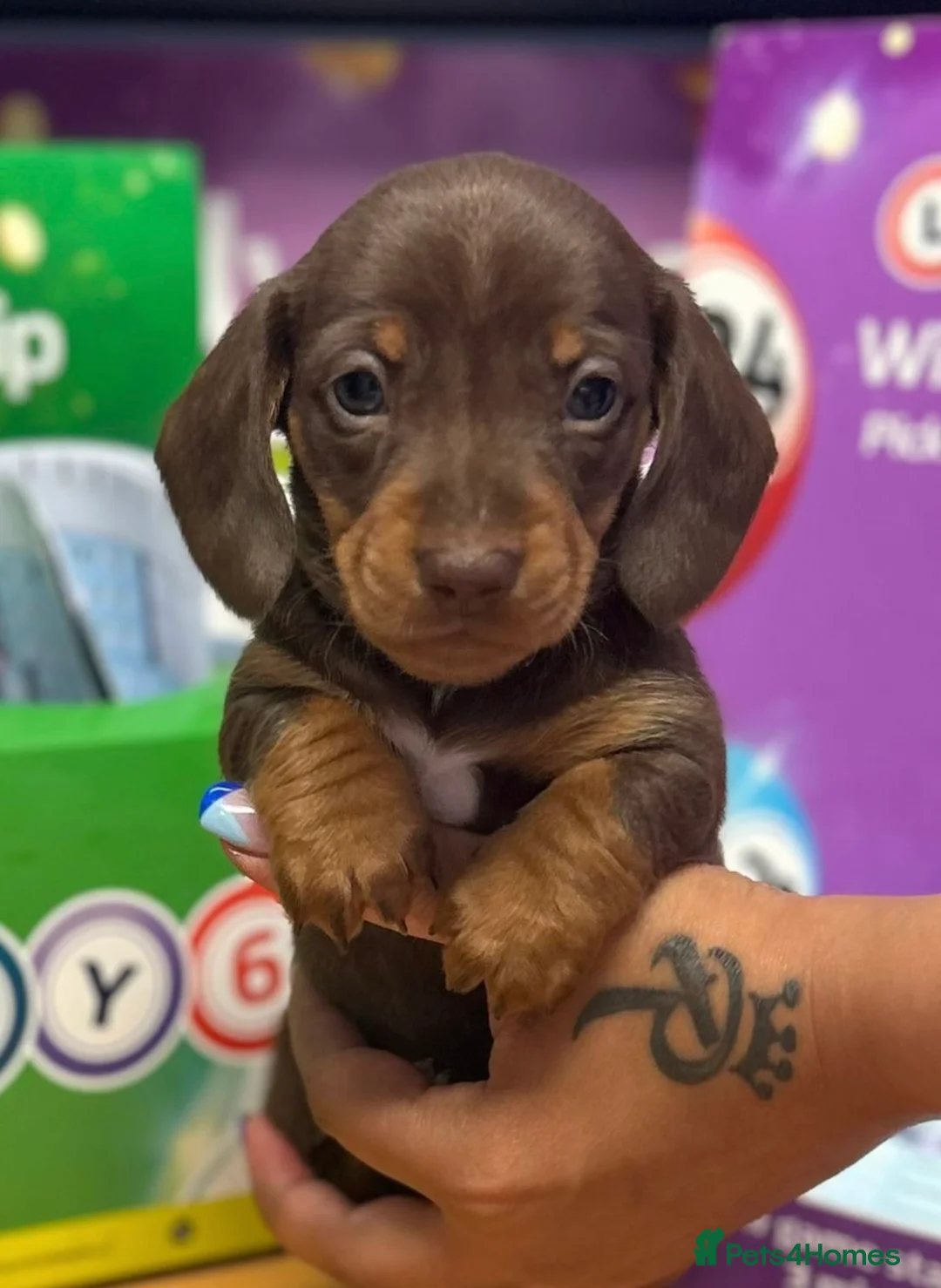 Miniature Dachshund dogs for stud: Chocolate & Tan (carries long) Stud in Dalry - Advert 17