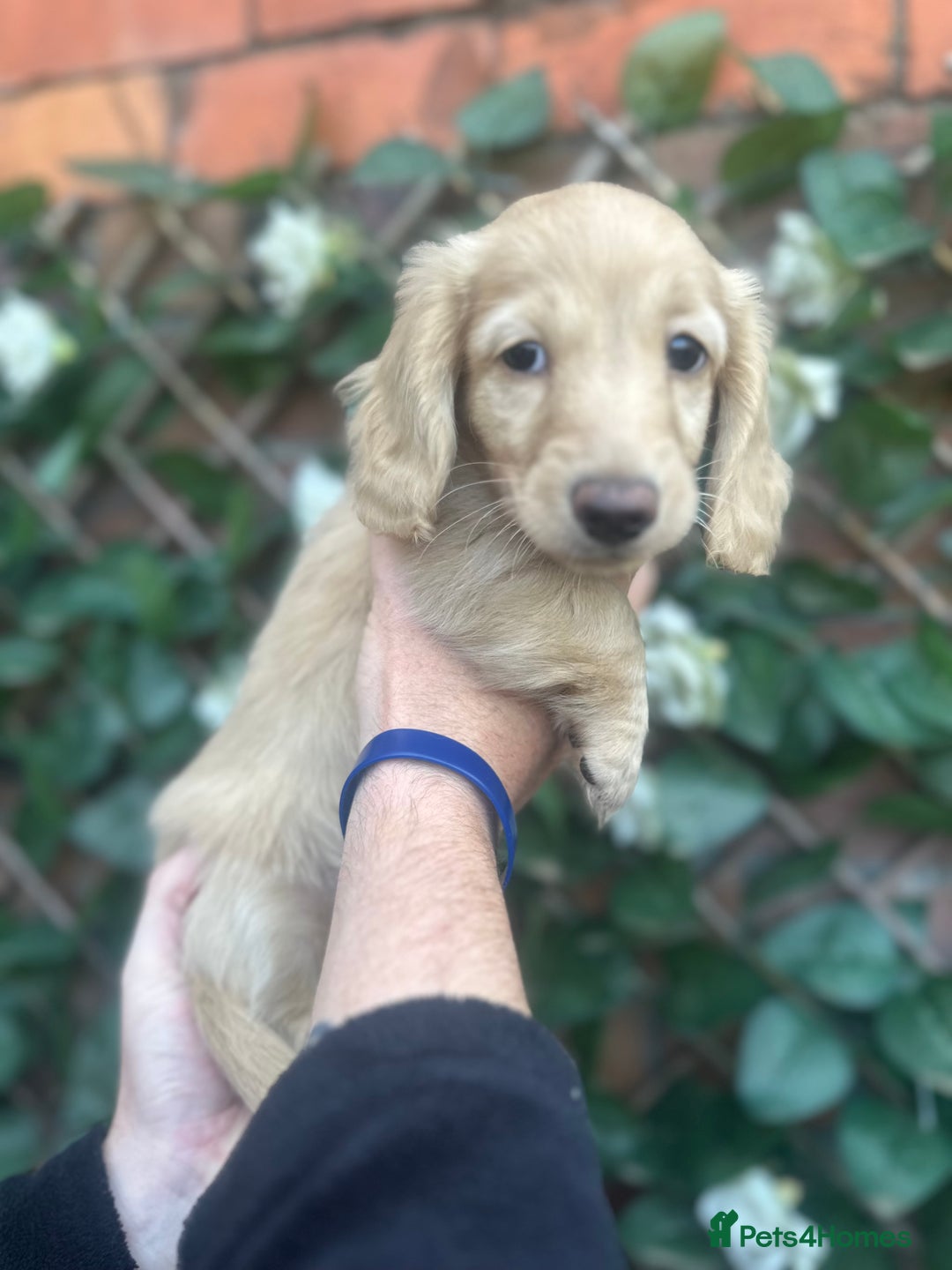 Miniature Dachshund dogs for sale: Long hair cream dachshund puppies  - Image 3