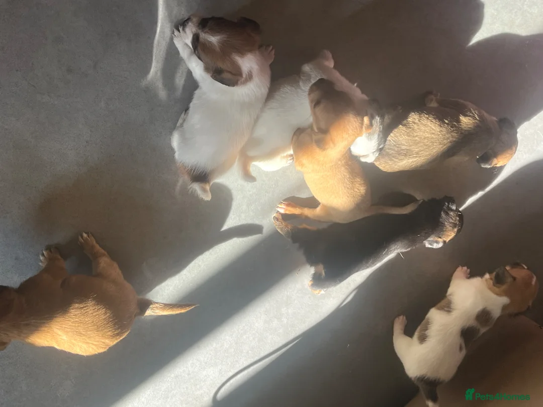 Jack Russell dogs for sale: Jack russles  - Advert 2