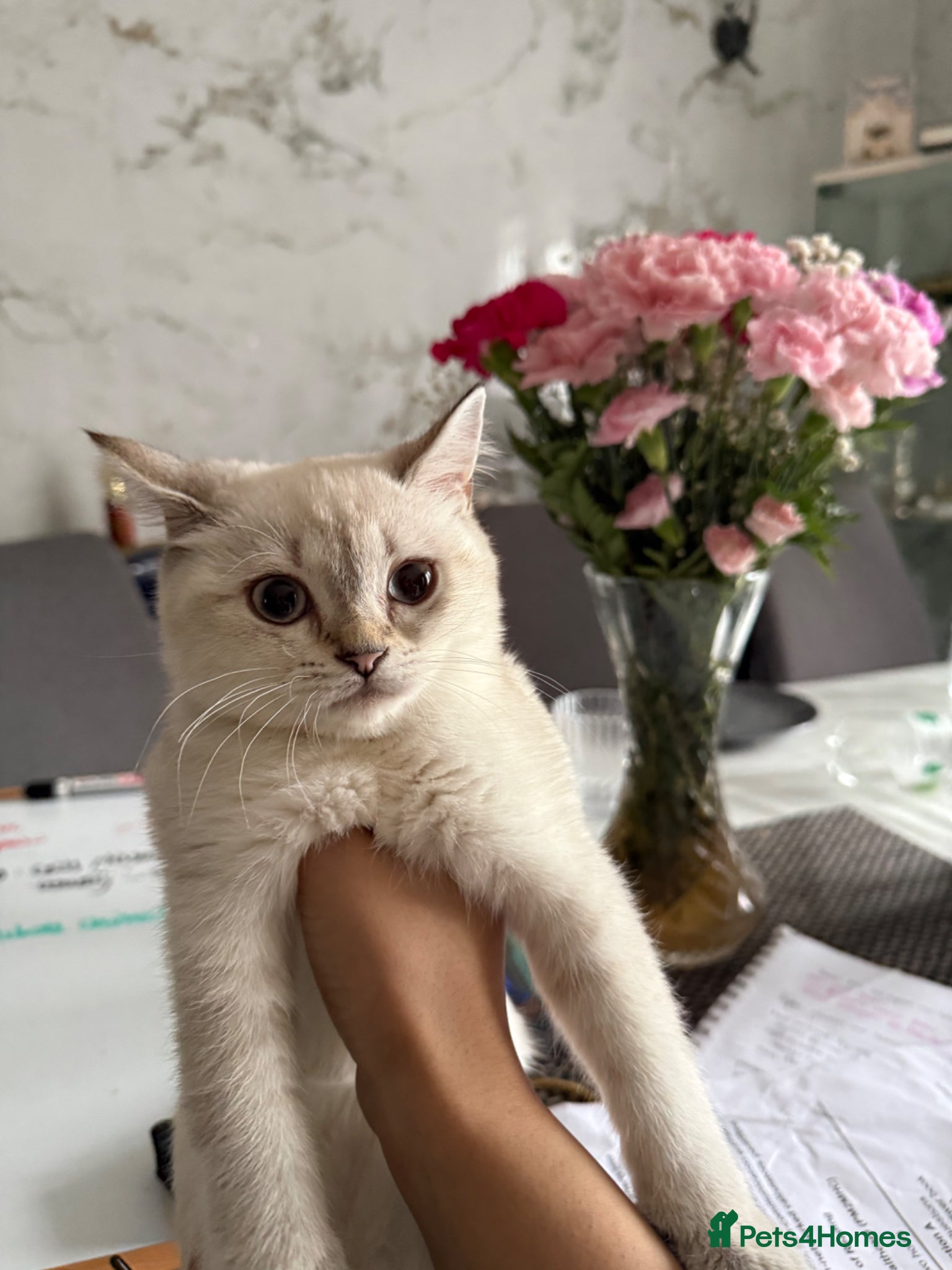 British Shorthair cats final female British shorthair kitten of litter 🐾 - Advert 4