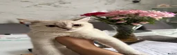 British Shorthair cats for sale: final female British shorthair kitten of litter 🐾 - Advert 2