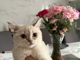 British Shorthair cats final female British shorthair kitten of litter 🐾 - Advert 4