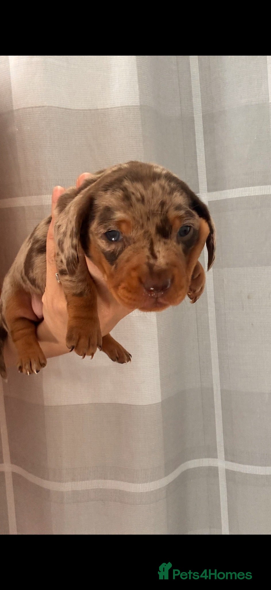 Miniature Dachshund dogs Miniature Dachshund Puppies 3 Girls & 1 Boy 🐾 - Advert 2