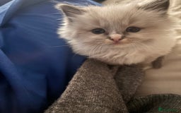 Ragdoll cats for sale: Ragdoll Kittens  - Image 18