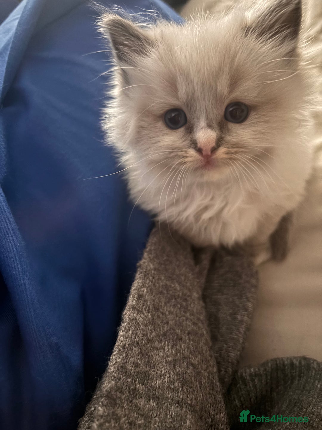 Ragdoll cats for sale: Ragdoll Kittens  - Image 18