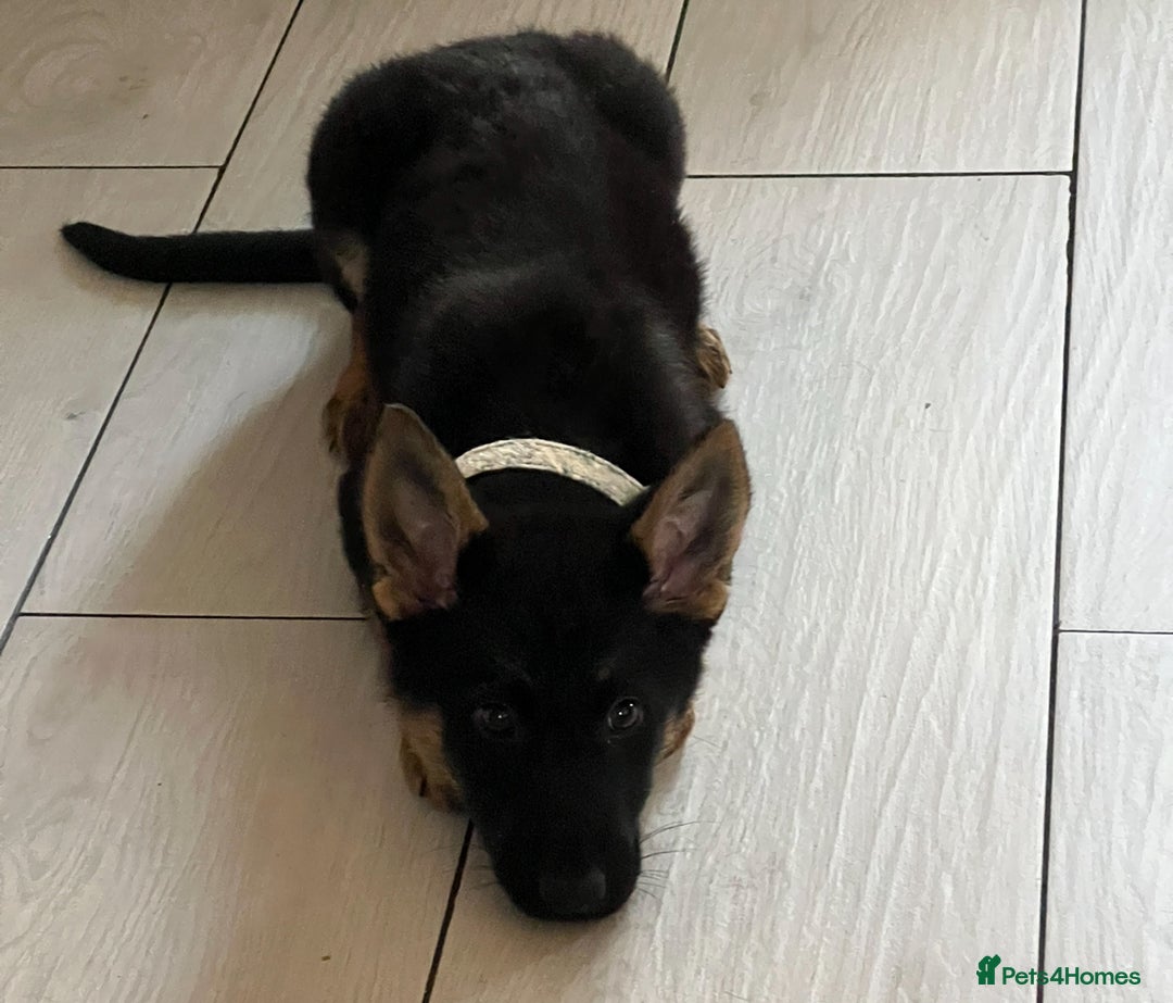 German Shepherd dogs for sale: 14 week old german shepherd puppy - Image 1